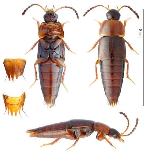 Tachinus corticinus